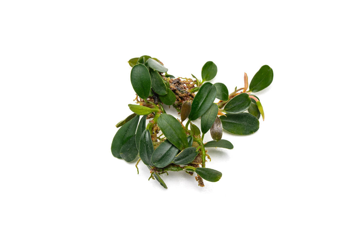 Bucephalandra Brownie Phoenix — Buce Plant