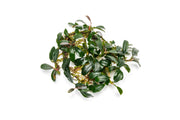 Bucephalandra Brownie Phoenix Bucephalandra - Buce Plant