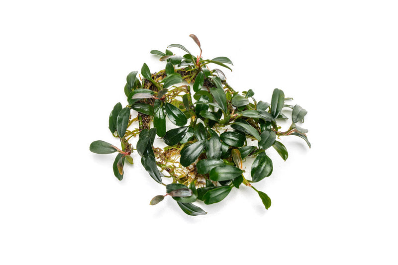Bucephalandra Brownie Phoenix Bucephalandra - Buce Plant