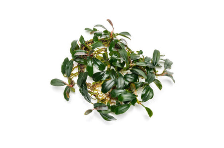 Bucephalandra Brownie Phoenix — Buce Plant