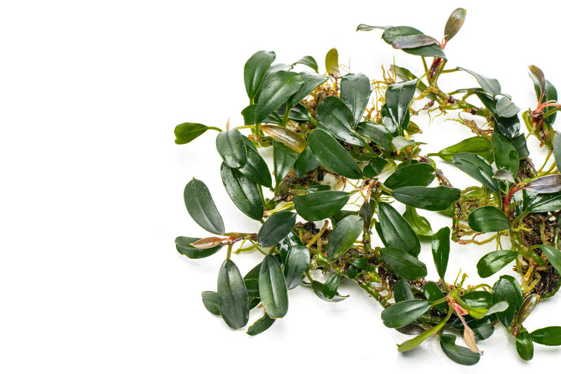 Bucephalandra Brownie Phoenix Bucephalandra - Buce Plant