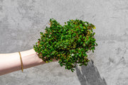 Bucephalandra Brownie Phoenix Bucephalandra - Buce Plant