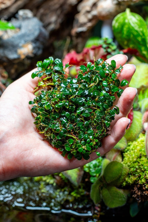 Bucephalandra Brownie Phoenix