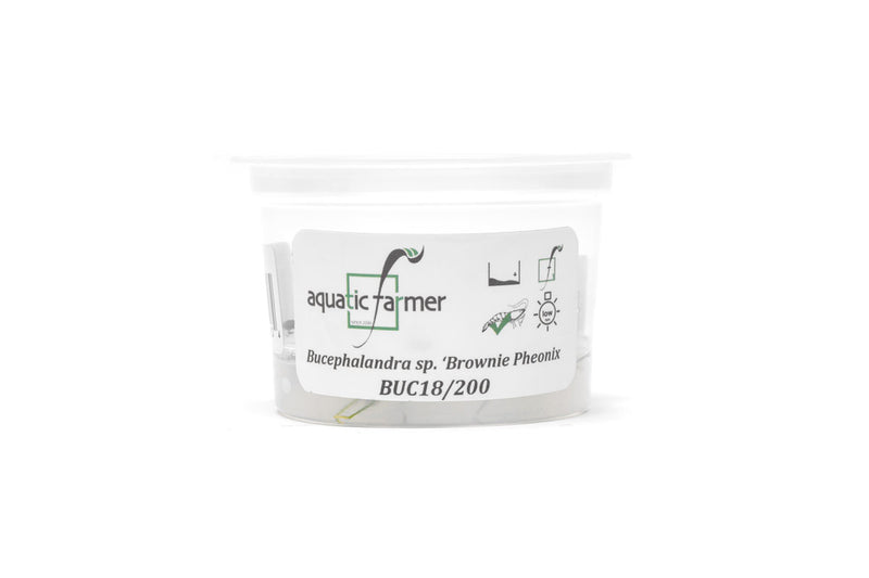 Bucephalandra Brownie Phoenix Aquatic Farmer Tissue Culture Tissue Culture - Buce Plant