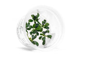 Bucephalandra Brownie Phoenix Aquatic Farmer Tissue Culture Tissue Culture - Buce Plant