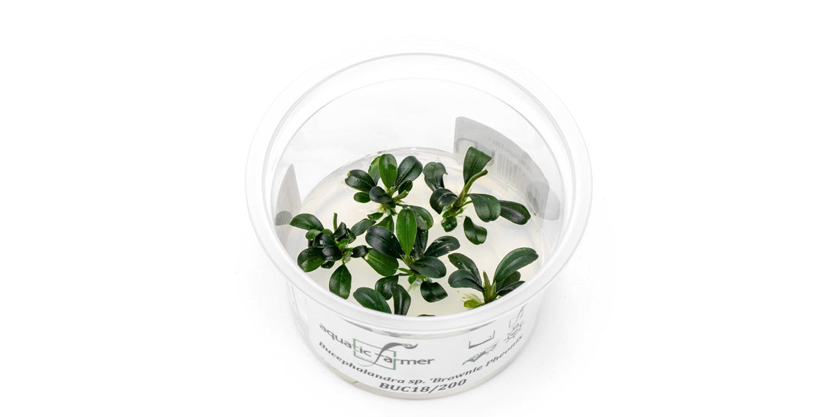 Bucephalandra Brownie Phoenix Aquatic Farmer Tissue Culture