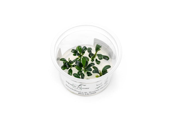 Bucephalandra Brownie Phoenix Aquatic Farmer Tissue Culture — Buce