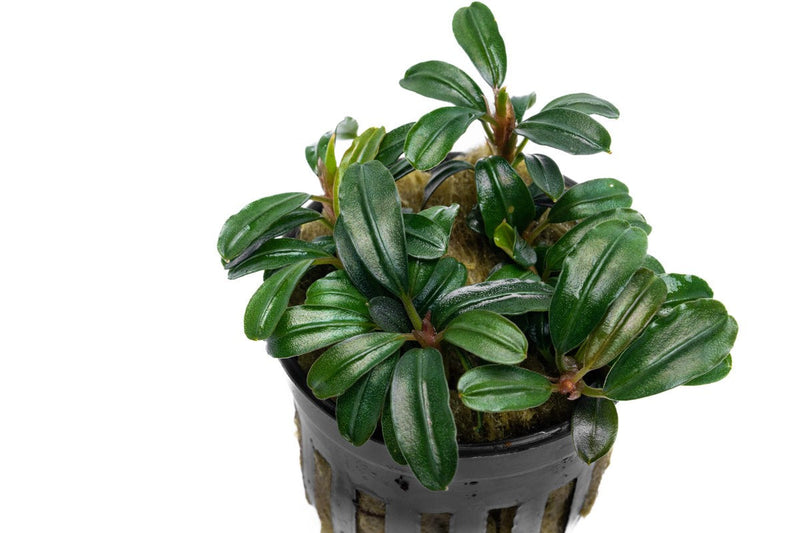 Bucephalandra Brownie Phoenix Brown (Farmed) Bucephalandra - Buce Plant