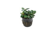 Bucephalandra Brownie Phoenix Brown (Farmed) Bucephalandra - Buce Plant