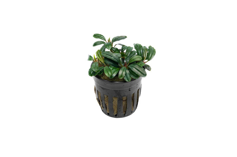 Bucephalandra Brownie Phoenix Brown (Farmed) Bucephalandra - Buce Plant