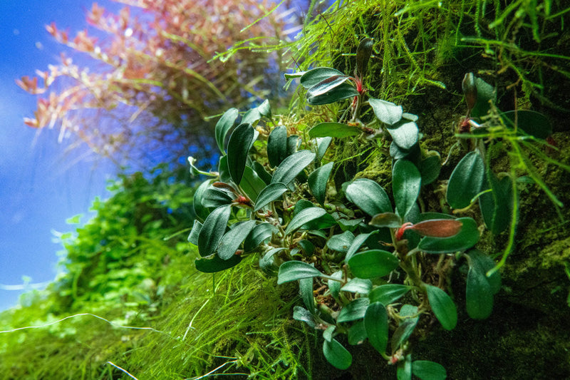 Bucephalandra Brownie Phoenix (Farmed) Bucephalandra - Buce Plant