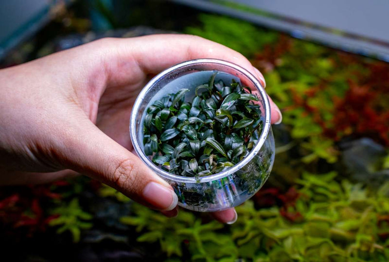 Bucephalandra Brownie Phoenix UNS Tissue Culture Tissue Culture - Buce Plant