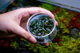 Bucephalandra Brownie Phoenix tissue culture plant from UNSTC, showcasing healthy roots and vibrant foliage for aquascaping.
