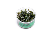 Bucephalandra Brownie Phoenix UNS Tissue Culture Tissue Culture - Buce Plant