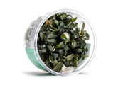 Bucephalandra Brownie Phoenix UNS Tissue Culture Tissue Culture - Buce Plant