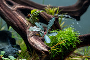 Bucephalandra Brownie Purple Bucephalandra - Buce Plant