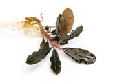 Bucephalandra Brownie Purple Bucephalandra - Buce Plant