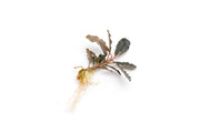 Bucephalandra Brownie Purple Bucephalandra - Buce Plant