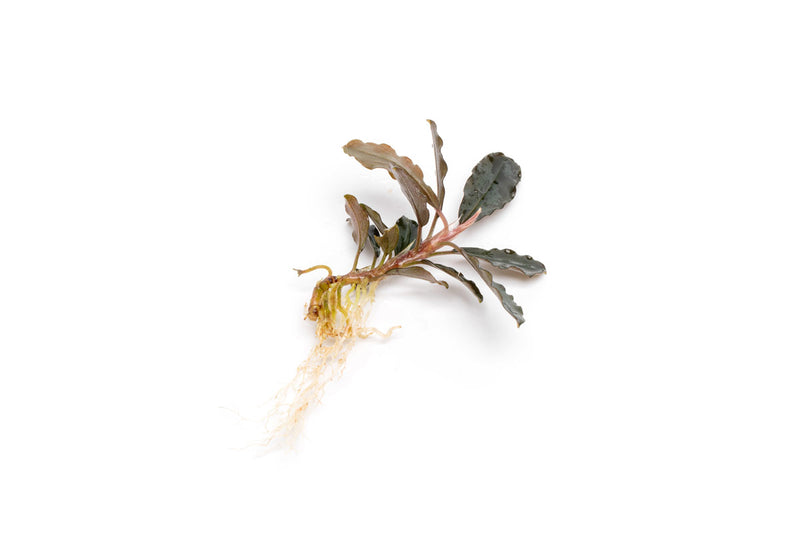 Bucephalandra Brownie Purple Bucephalandra - Buce Plant