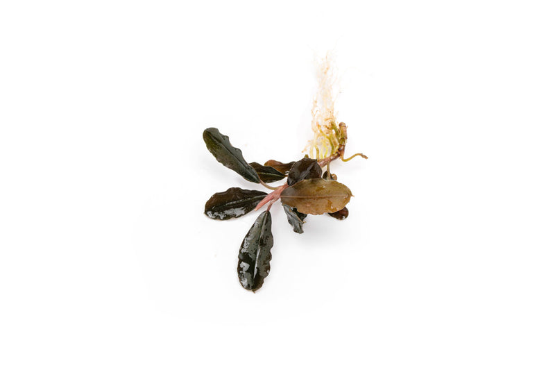 Bucephalandra Brownie Purple Bucephalandra - Buce Plant