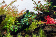 Bucephalandra Brownie Sugar Bucephalandra - Buce Plant