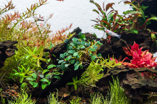 Bucephalandra Freshwater Aquarium Plants – Low‑Light Aquascaping