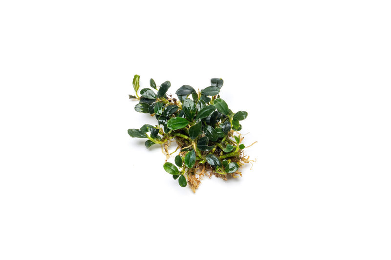 Bucephalandra Brownie Sugar Bucephalandra - Buce Plant