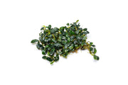 Team Buce Plant Starter Pack Bucephalandra - Buce Plant