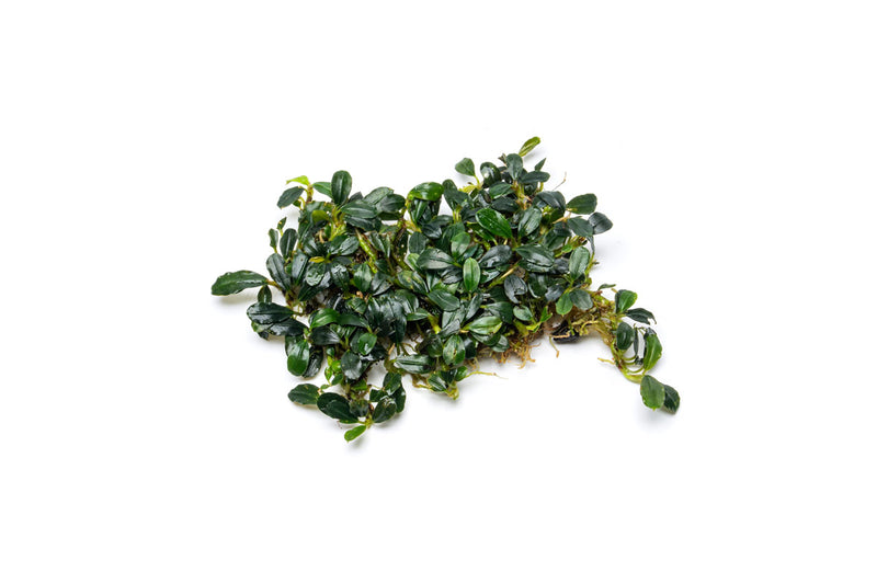 Team Buce Plant Starter Pack Bucephalandra - Buce Plant