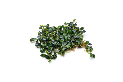 Healthy Bucephalandra Brownie Sugar plant with lush green and brown leaves, showcasing its unique leaf pattern and vibrant foliage.