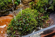 Bucephalandra Brownie Sugar Bucephalandra - Buce Plant