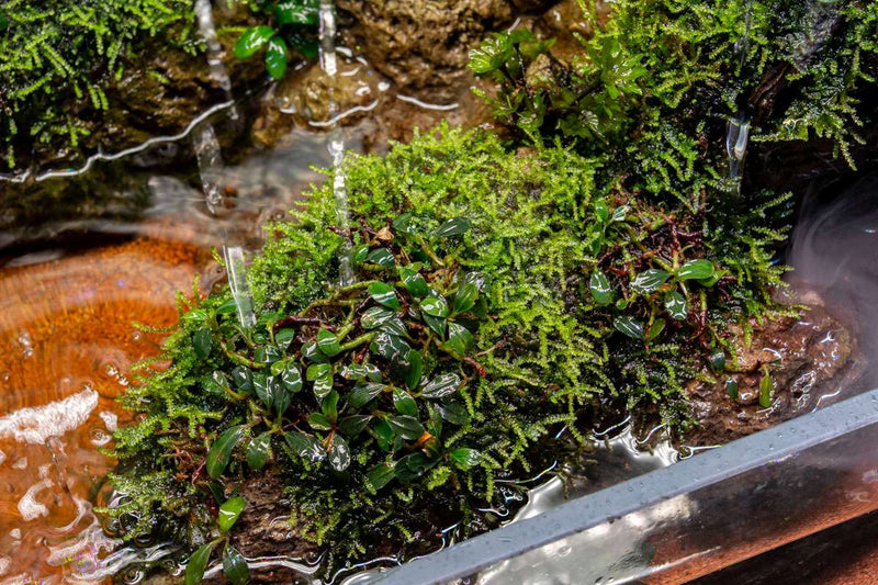 Bucephalandra Brownie Sugar Bucephalandra - Buce Plant