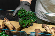 Bucephalandra Catherinae Mini Bucephalandra - Buce Plant