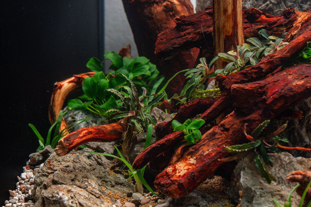 Bucephalandra Catherinae Red - Aquascaping Plant — Buce Plant