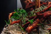 Bucephalandra Catherinae Red Pot (Farmed)