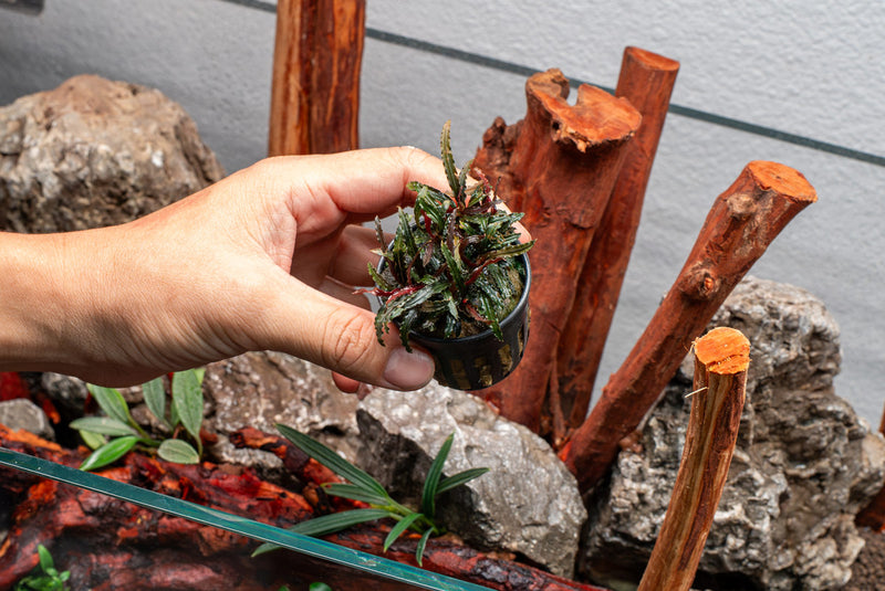 Bucephalandra Catherinae Red Pot (Farmed)