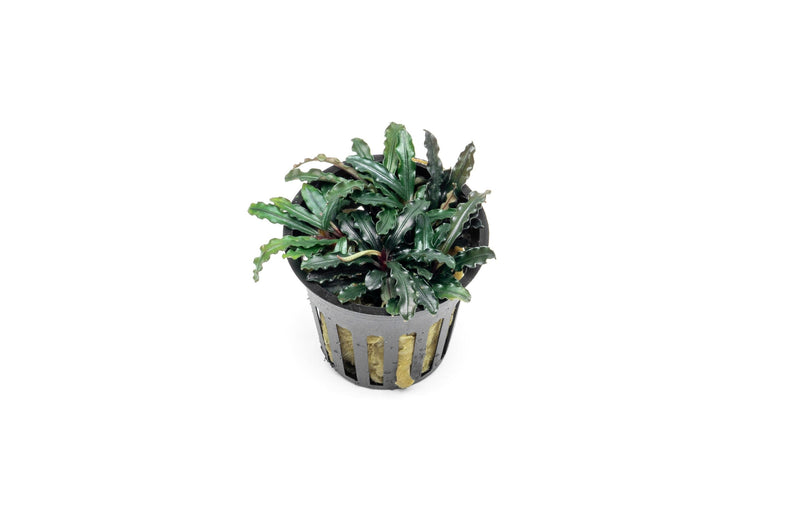 Bucephalandra Catherinae Red Pot (Farmed) Bucephalandra - Buce Plant