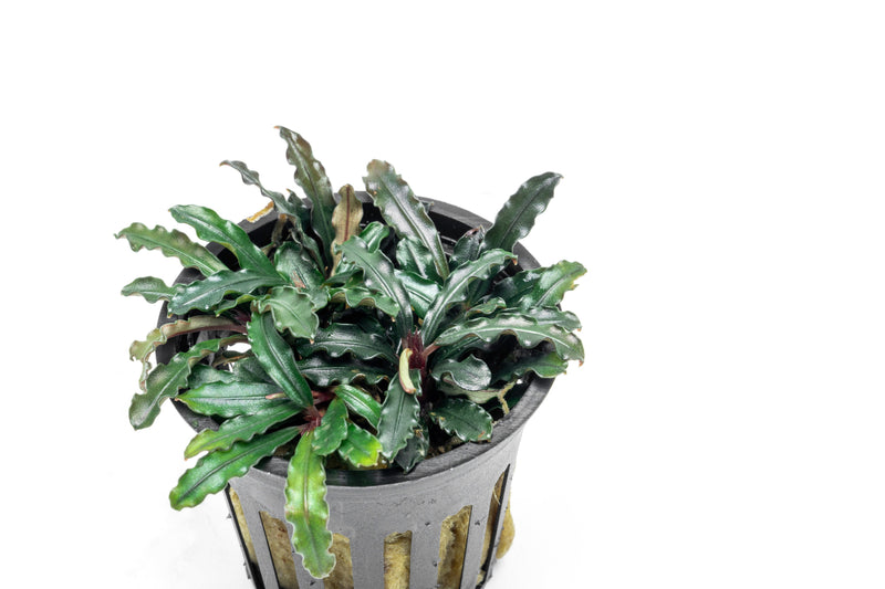 Bucephalandra Catherinae Red Pot (Farmed) Bucephalandra - Buce Plant