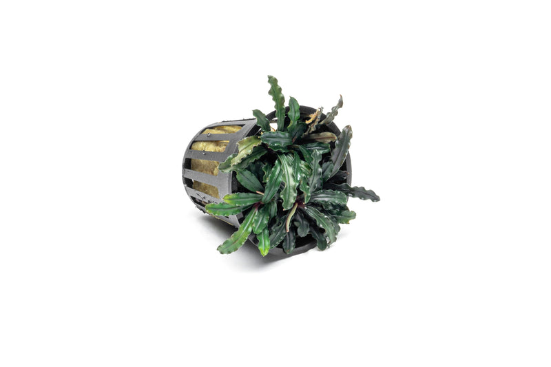 Bucephalandra Catherinae Red Pot (Farmed) Bucephalandra - Buce Plant