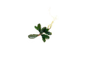 Bucephalandra Dark Phantom