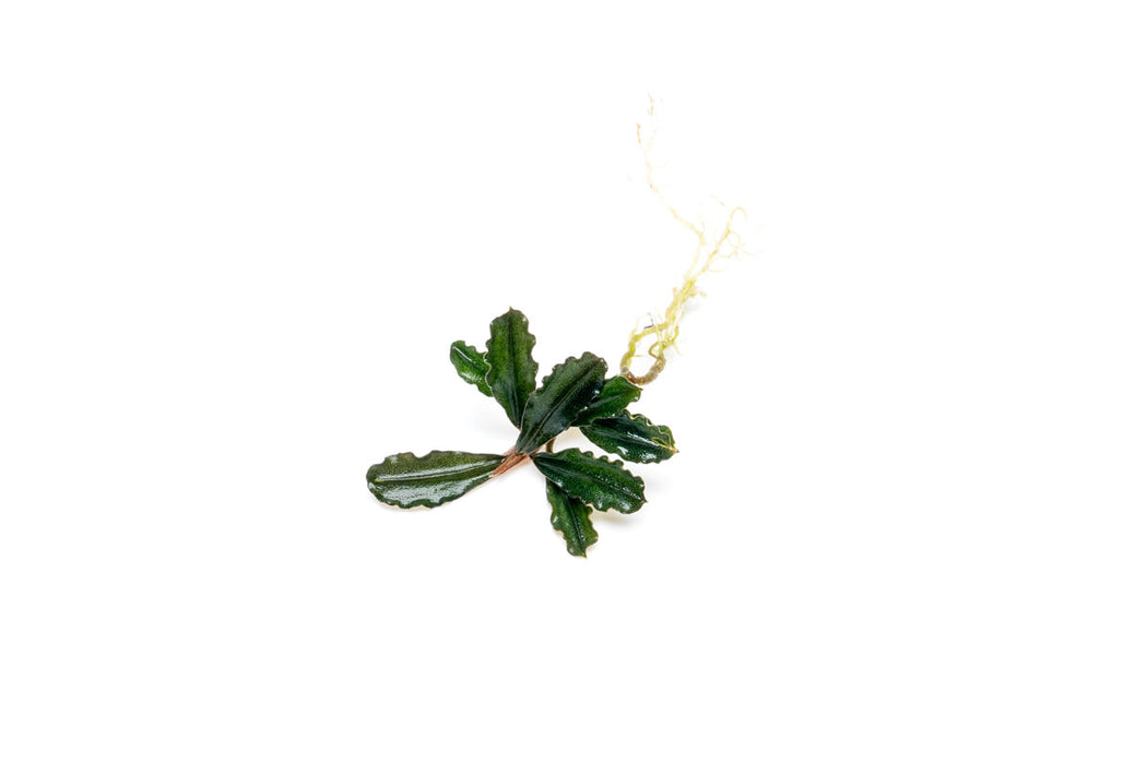 Bucephalandra Dark Phantom