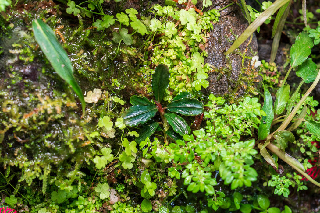 Bucephalandra Dark Phantom