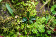Bucephalandra Dark Phantom