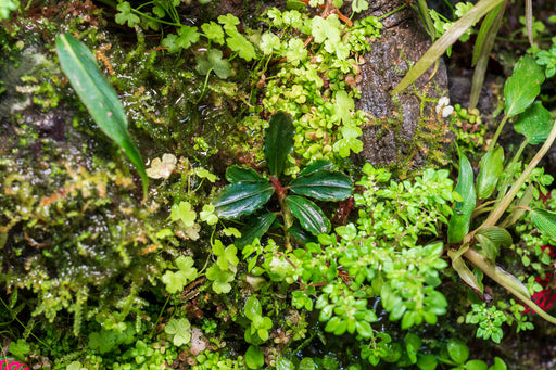 Bucephalandra Dark Phantom