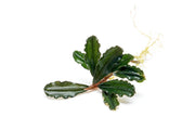 Bucephalandra Dark Phantom