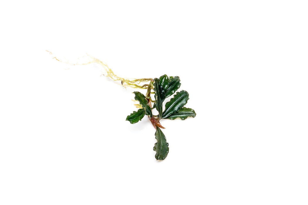 Bucephalandra Dark Phantom