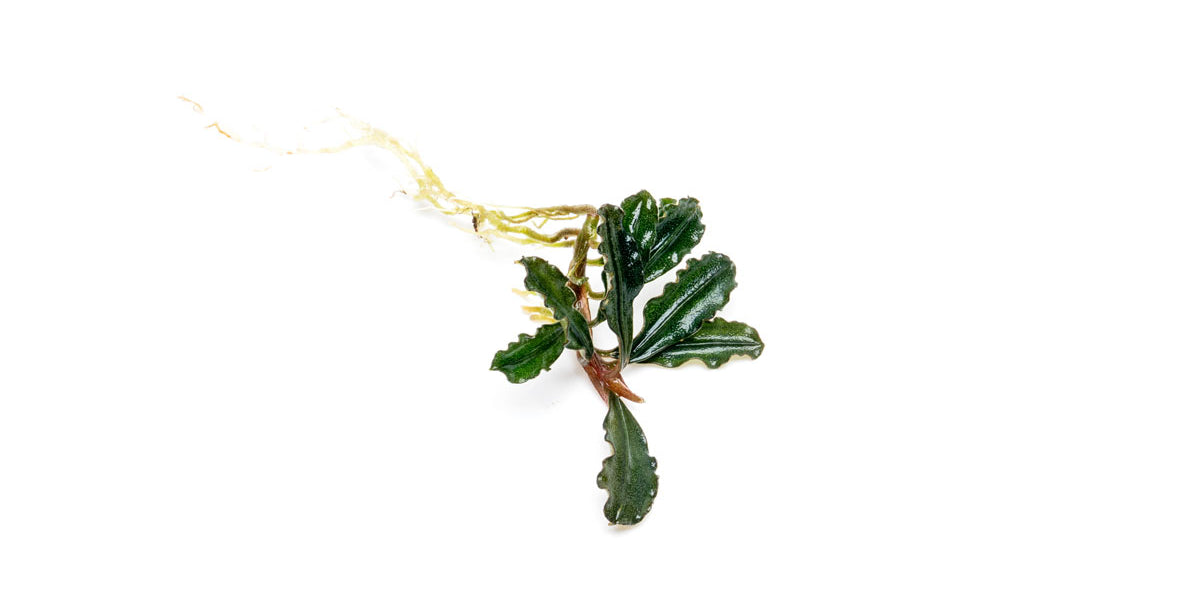 水草 Bucephalandra.immortal darkness Bucephalandra Dark Phantom | Buce Plant