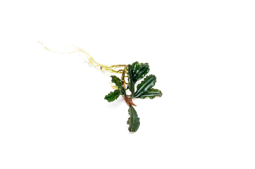 Bucephalandra Dark Phantom