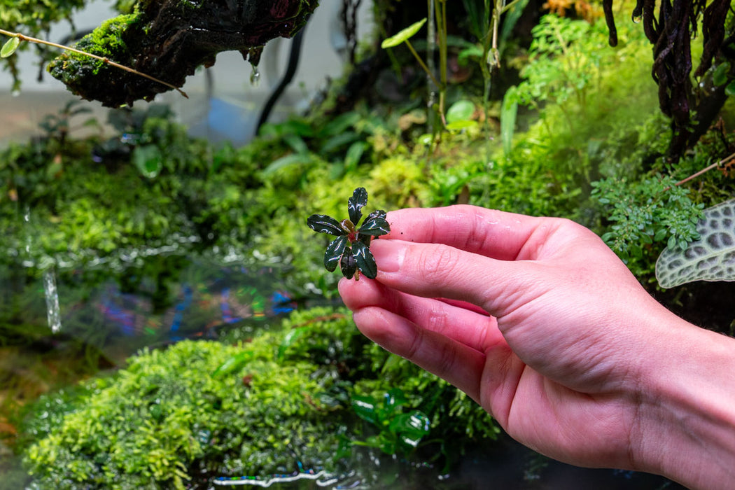 Bucephalandra Dark Phantom