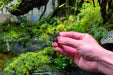Bucephalandra Dark Phantom